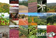 Thumbail for Kenya Kericho Highlands - Certified Fairtrade - #2