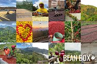 Thumbail for Yellow Bourbon 120hr Anaerobic - Fazenda Samambaia, Brazil - #2