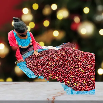 Guatemala Santa Felisa Red Pache