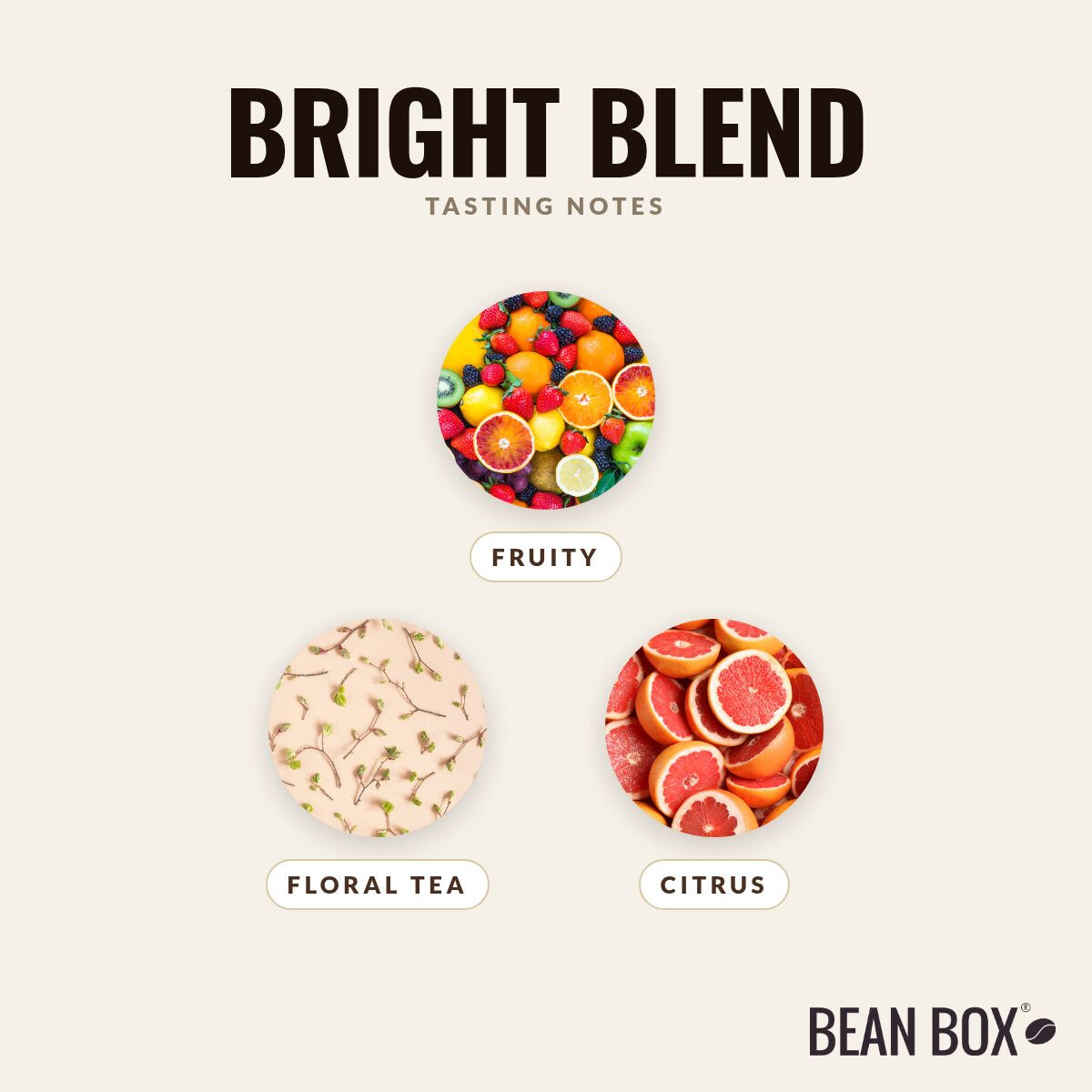Kuma Coffee | Bright Blend | Bean Box®