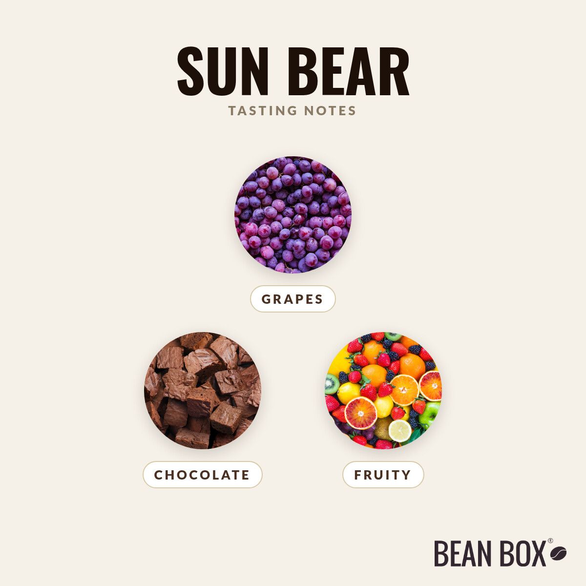 Kuma Coffee | Sun Bear | Bean Box®