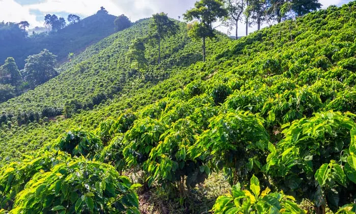 Sustainable Coffee: What to Look For