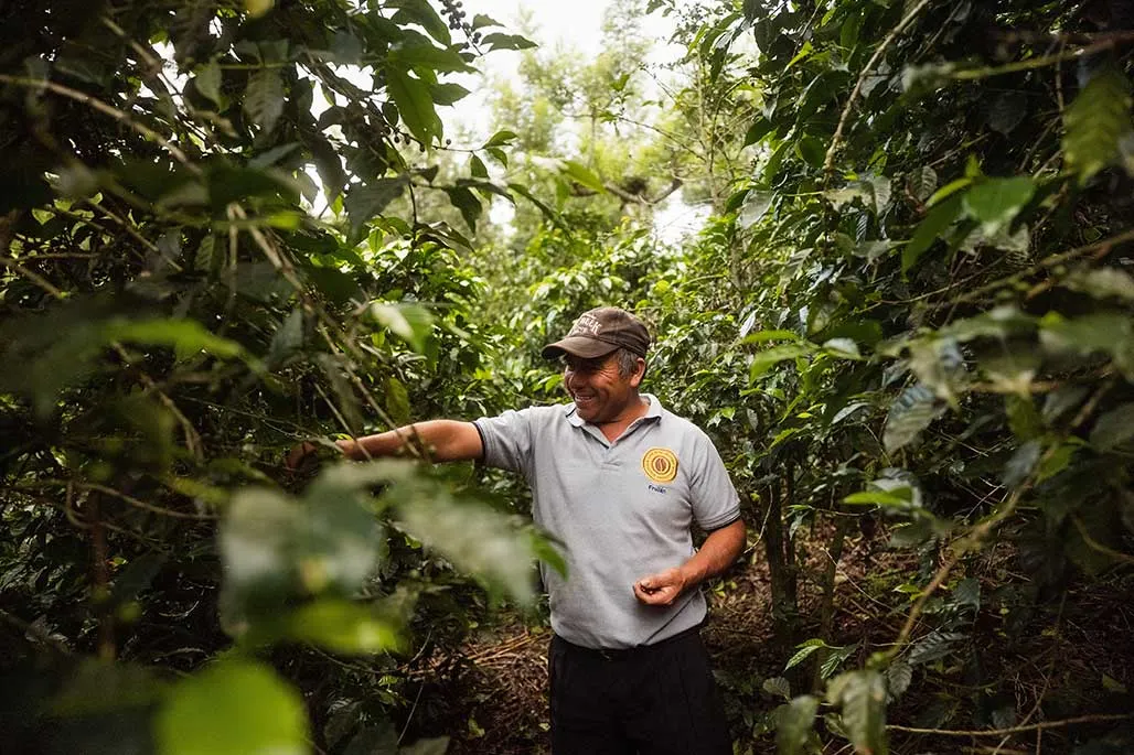 What Is Fair Trade Coffee?