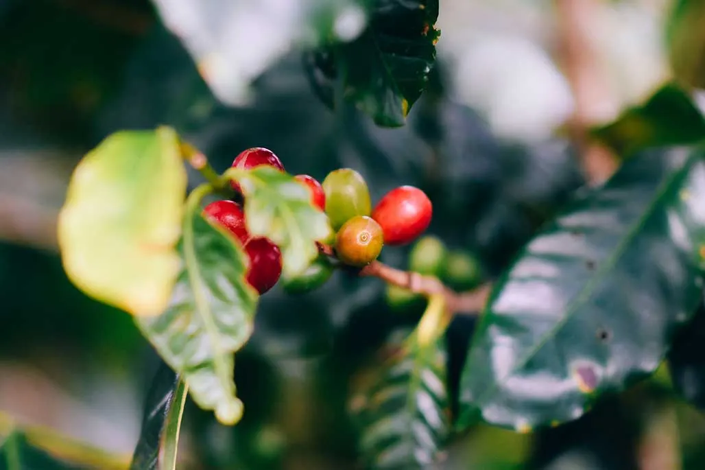 Guide to Brazilian Coffee