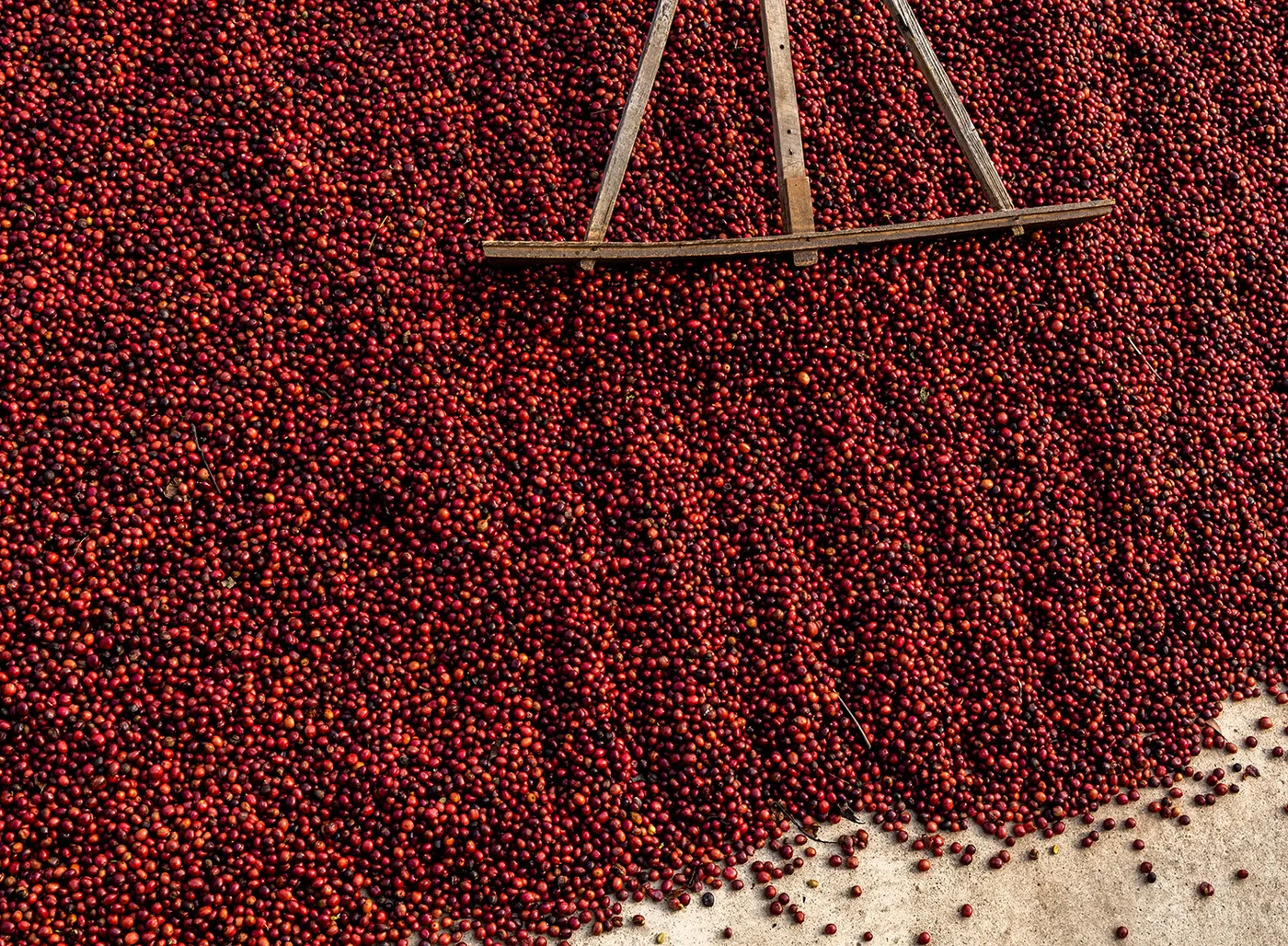 Washed, natural, honey: how coffee processing changes what's in your cup (and what to buy next)