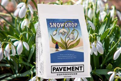 Snowdrop Spring Blend