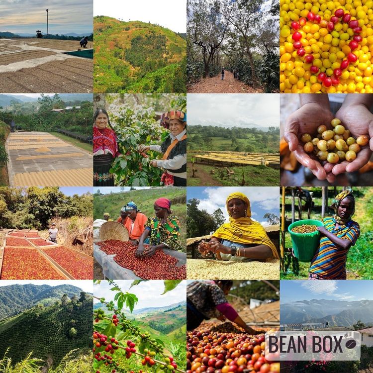 Myanmar Tha Pye Gone by Little City Coffee Roasters - main image