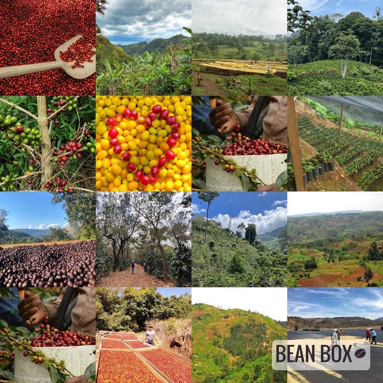 Indonesia Sumatra Aceh by Cloud City Coffee - main image