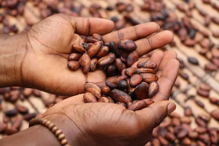 Guide to Ethiopian Yirgacheffee Coffee