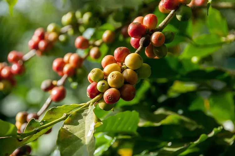 Guide to Guatemalan Coffee