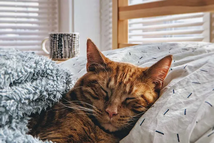What Is a Coffee Nap?