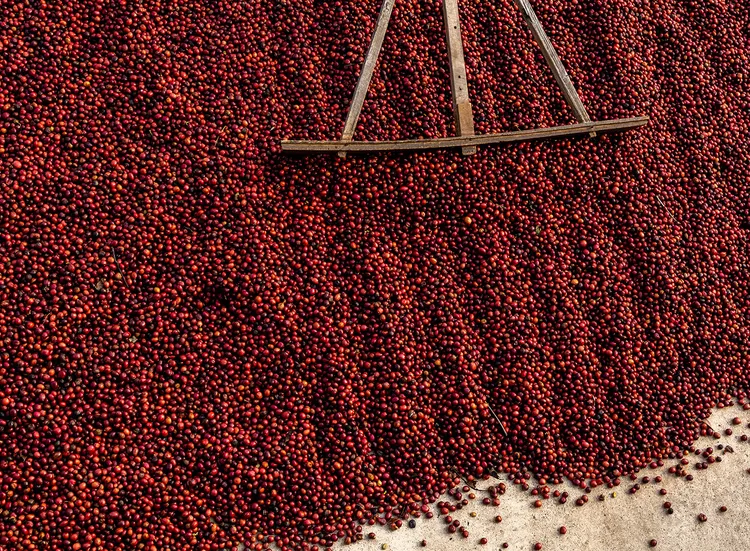 Washed, natural, honey: how coffee processing changes what's in your cup (and what to buy next)