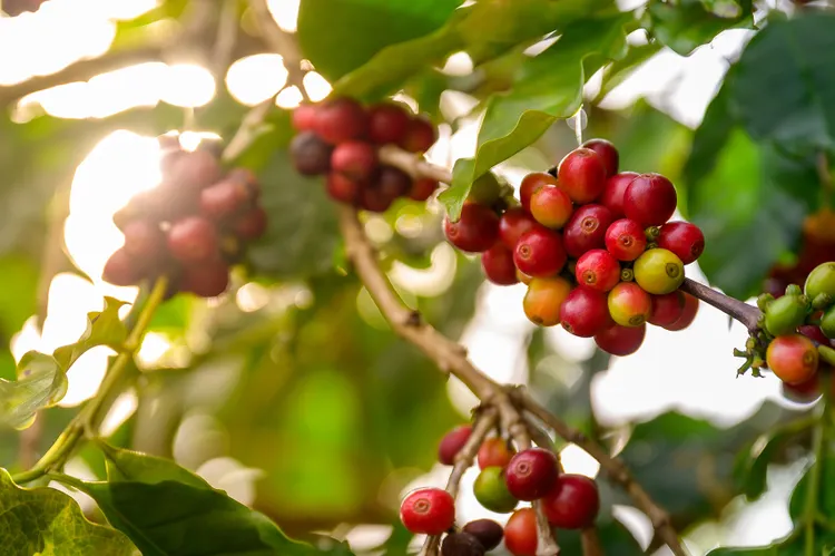 Geisha, Bourbon, SL28: The Coffee Varietals That Actually Matter (and What They Taste Like)