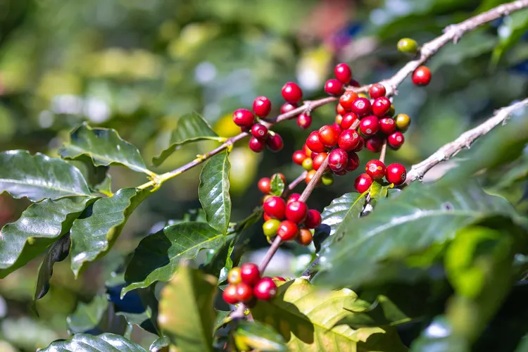 The Best Organic Coffee: Certified Beans That Are Actually Worth Drinking