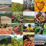 Thumbnail for Ethiopia Bench Maji - #4 (origin)