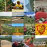Thumbnail for Costa Rica Black Honey - #3 (origin)