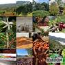 Thumbnail for Danny Moreno - Santa Bárbara, Honduras - #4 (origin)