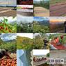 Thumbnail for Ethiopia Ardi Natural - #1 (origin)