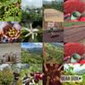 Thumbnail for Colombian 'La Pradera' - #4 (origin)