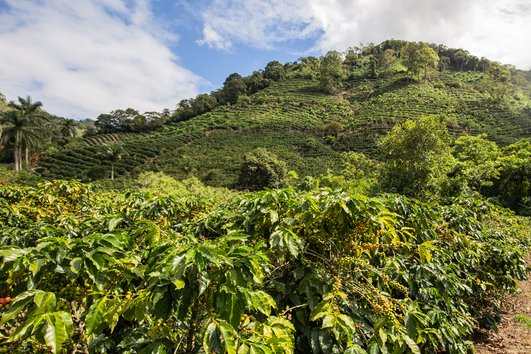 Costa Rica Reserve by Vashon Island Coffee Roasterie