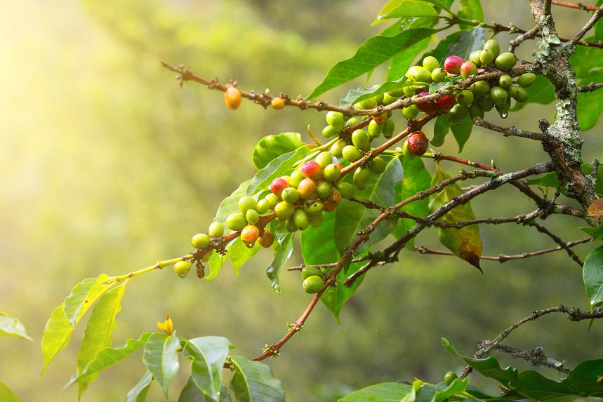 Sumatra Takengon Mandheling by True North Coffee Roasters - image 0