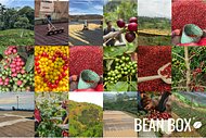 Thumbail for Momma Bear 50/50 Decaf-Regular Blend - #2