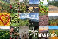 Thumbail for Luna French Roast - #2